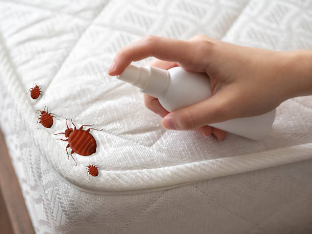 Best Flea Control Services  in San Pablo, NM
